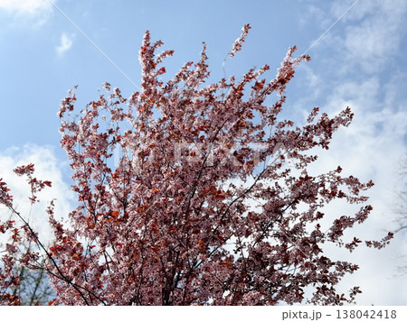 Prunus cerasifera tree covered with pink blossoms under clear blue spring sky. Seasonal flowering spectacle, ornamental landscape, urban park atmosphere, botanical abundance, nature awakening concept 138042418