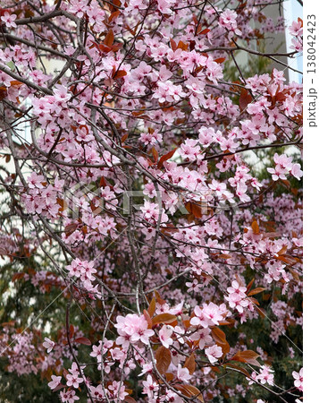 Pink blossoms of Prunus cerasifera filling the tree canopy against a clear blue spring sky. Seasonal flowering, ornamental urban nature, botanical abundance, and vivid renewal in warm daylight Pink blossoms of Prunus cerasifera filling the tree canopy against a clear blue spring sky. Seasonal flowering, ornamental urban nature, botanical abundance, and vivid renewal in warm daylight 138042423