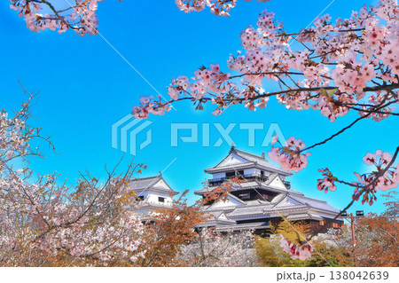 【愛媛県】桜咲く春の松山城(現存天守) 【愛媛県】桜咲く春の松山城(現存天守) 138042639