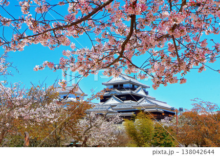 【愛媛県】桜咲く春の松山城（現存天守） 138042644