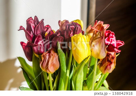 Still life of a colorful bouquet of wilting tulips in bright sunlight. Concept of passing time and the beauty of aging. 138042918