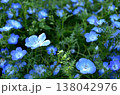 春の花：ネモフィラ 蒼の記憶 138042976