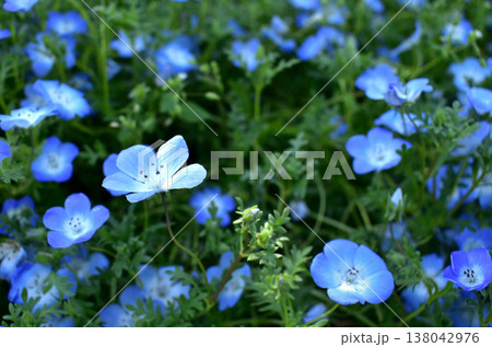 春の花:ネモフィラ 蒼の記憶 春の花:ネモフィラ 蒼の記憶 138042976