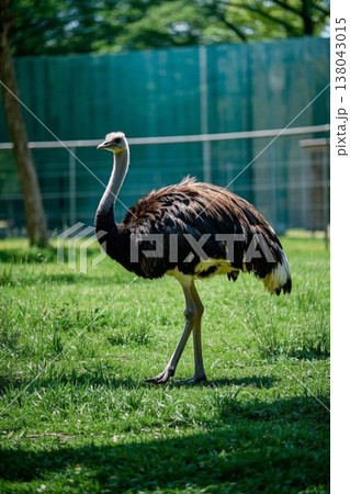 アフリカ アフリカ大陸 アフリカ産 138043015