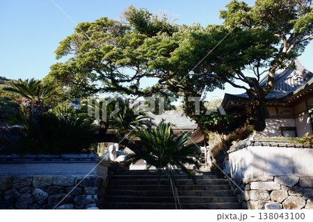 高知県土佐清水市　金剛福寺・参道の樹木 138043100