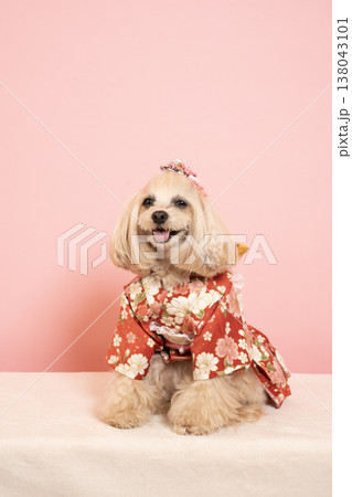 ピンクバックと晴れ着を着たマルプーのパンナ 138043101