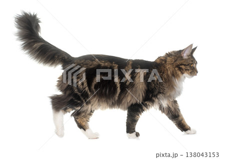 maine coon cat 138043153