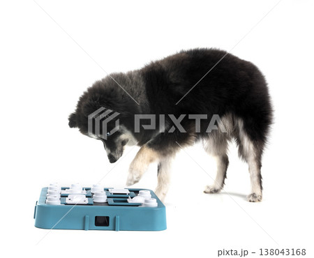 Pomsky in studio 138043168