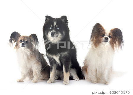 papillon dog and pomsky 138043170