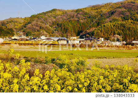 菜の花咲く田園を走るレトロな列車 138043333