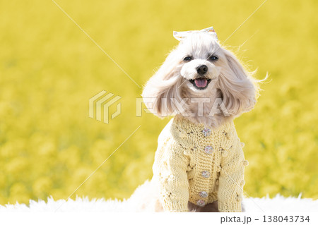 菜の花畑と微笑むマルプーのパンナ 菜の花畑と微笑むマルプーのパンナ 138043734