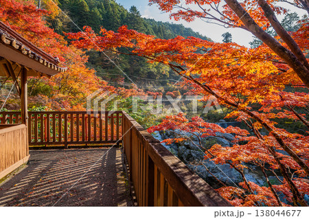 豊田市の大井平公園の紅葉した木々の風景(愛知県) 138044677