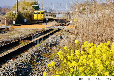 菜の花咲く無人駅に停車したレトロな列車116系 菜の花咲く無人駅に停車したレトロな列車116系 138044865