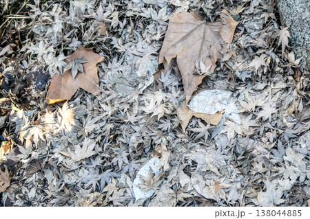 腐葉土が出来る 秋に散った落ち葉が雪の下で脱色して繊維だけ残り微生物や虫たちの力で良質の腐葉土となる 腐葉土が出来る 秋に散った落ち葉が雪の下で脱色して繊維だけ残り微生物や虫たちの力で良質の腐葉土となる 138044885