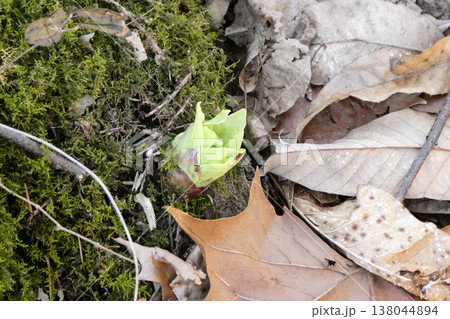 北国の喜ばしい春の訪れ フキノトウの芽吹きは春の訪れの喜び 北国の喜ばしい春の訪れ フキノトウの芽吹きは春の訪れの喜び 138044894