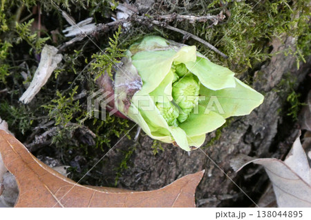 北国の喜ばしい春の訪れ　フキノトウの芽吹きは春の訪れの喜び 138044895