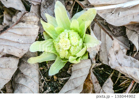 北国の喜ばしい春の訪れ　フキノトウの芽吹きは春の訪れの喜び 138044902