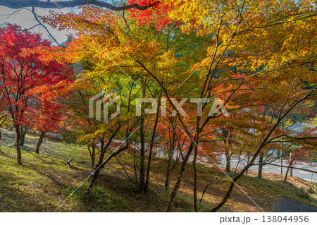 豊田市の大井平公園の紅葉した木々の風景(愛知県) 豊田市の大井平公園の紅葉した木々の風景(愛知県) 138044956
