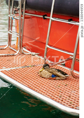 Wild mallard duck resting on floating dock near red boat in marina, tranquil harbor wildlife scene with textured platform and calm water background 138044959