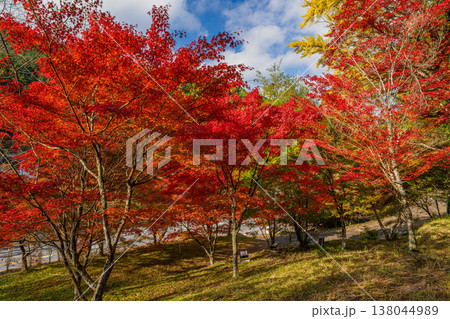 豊田市の大井平公園の紅葉した木々の風景(愛知県) 138044989