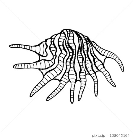 Vector hand-drawn illustration of a seashell. Seashell vector. Black and white marine sketch, isolated on a white background, perfect for a logo or decorative print. Vector hand-drawn illustration of a seashell. Seashell vector. Black and white marine sketch, isolated on a white background, perfect for a logo or decorative print. 138045164