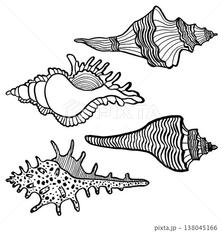 Set of hand-drawn vector illustrations depicting various seashells. Black and white marine sketches isolated on a white background. Perfect for beach-themed summer designs and nautical decor Set of hand-drawn vector illustrations depicting various seashells. Black and white marine sketches isolated on a white background. Perfect for beach-themed summer designs and nautical decor 138045166