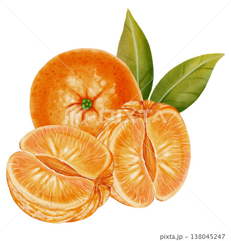 A composition of peeled and unpeeled mandarins. Watercolor illustration of a tangerine with green leaves. Citrus fruit. Ideal for New Year designs, packaging, menus, branding, and food product design 138045247