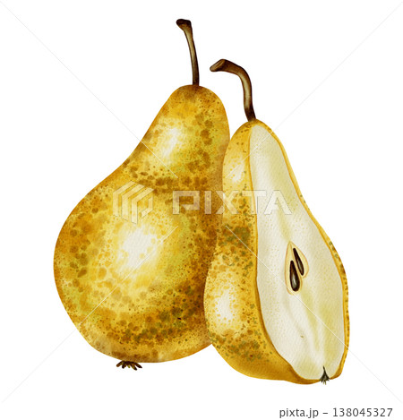 A hand-drawn watercolor illustration of whole yellow pears next to a slice. The pear contains seeds. Perfect for food packaging, menu design, kitchen decor, and recipe cards A hand-drawn watercolor illustration of whole yellow pears next to a slice. The pear contains seeds. Perfect for food packaging, menu design, kitchen decor, and recipe cards 138045327