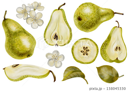 Hand drawn watercolor set with pears, white flowers, branches, and foliage. Ideal as a decorative element for logos, product labels, food packaging, textile prints, and organic branding. Hand drawn watercolor set with pears, white flowers, branches, and foliage. Ideal as a decorative element for logos, product labels, food packaging, textile prints, and organic branding. 138045330