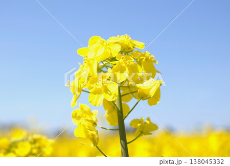 春のイメージ写真 「菜の花」 138045332