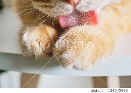 Cat licking its orange fur paw, performing self-care and hygiene Cat licking its orange fur paw, performing self-care and hygiene 138045456
