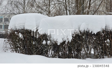 Thick white snow blankets a garden hedge during a cold winter day. The heavy snow creates a puffy layer on top of the bare branches. Thick white snow blankets a garden hedge during a cold winter day. The heavy snow creates a puffy layer on top of the bare branches. 138045548