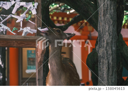 [春日大社]奈良を代表する世界遺産の風景 138045613