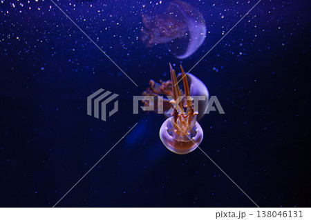 underwater photos of jellyfish Rhopilema esculentum, Flame jellyfish underwater photos of jellyfish Rhopilema esculentum, Flame jellyfish 138046131