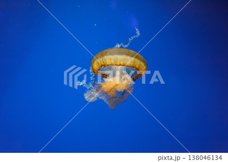 underwater photos of jellyfish chrysaora fuscescens jellyfish pacific sea nettle 138046134