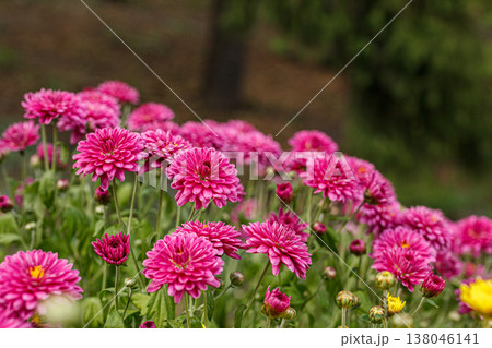 Beautiful chrysanthemum bushes yellow, red, white, pink, red colors 138046141