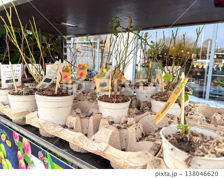 Young plant seedlings in pots on shelf in garden center. Young plant seedlings in pots on shelf in garden center. 138046620