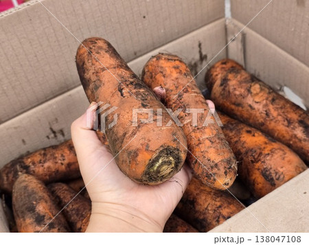 very fresh organic carrots bunch 138047108