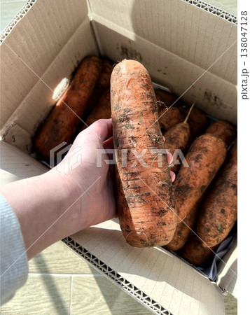 very fresh organic carrots bunch very fresh organic carrots bunch 138047128