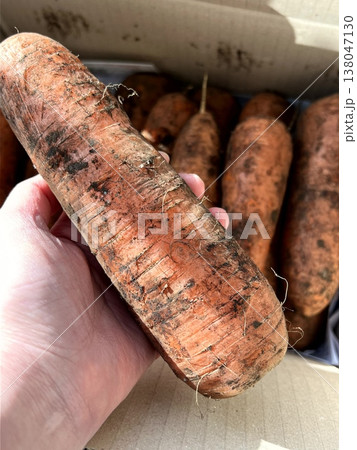 very fresh organic carrots bunch very fresh organic carrots bunch 138047130