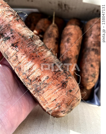 very fresh organic carrots bunch 138047131