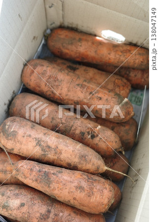 very fresh organic carrots bunch very fresh organic carrots bunch 138047149