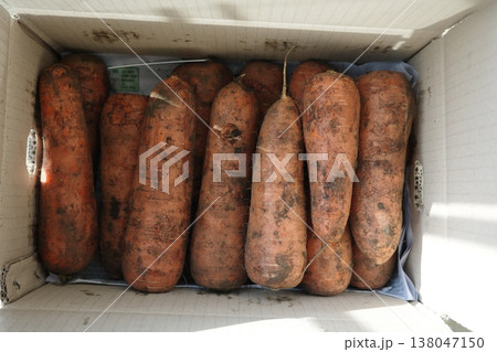 very fresh organic carrots bunch 138047150