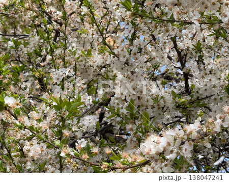 White blossoms of Prunus cerasifera covering dense branches with fresh green leaves in bright spring daylight. Seasonal flowering, pollination habitat, ornamental tree growth, urban garden 138047241