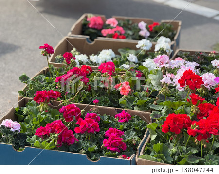 Colorful pelargonium flowers in cardboard boxes at outdoor plant market in sunlight. Gardening selection, ornamental plants, seasonal sale, floral decoration, urban greenery shopping 138047244