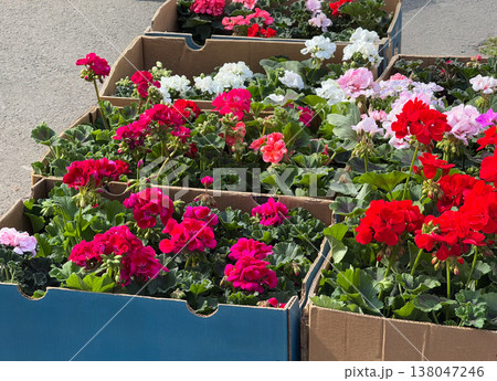 Colorful pelargonium flowers in cardboard boxes at outdoor plant market in sunlight. Gardening selection, ornamental plants, seasonal sale, floral decoration, urban greenery shopping 138047246