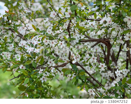 Close up of white spring blossoms on tree branches against blue sky in bright sunlight. Floral detail, seasonal bloom, botanical texture, natural beauty, fresh outdoor environment Close up of white spring blossoms on tree branches against blue sky in bright sunlight. Floral detail, seasonal bloom, botanical texture, natural beauty, fresh outdoor environment 138047252