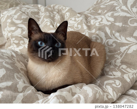Siamese cat with blue eyes resting on patterned cushion in home interior setting. Domestic pet behavior, companionship, relaxation, indoor lifestyle, animal portrait in cozy environment Siamese cat with blue eyes resting on patterned cushion in home interior setting. Domestic pet behavior, companionship, relaxation, indoor lifestyle, animal portrait in cozy environment 138047282