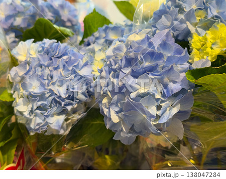 Blue Hydrangea macrophylla inflorescences with layered petals and green foliage in florist display under warm indoor light. Floral retail, bouquet selection, decorative plant trade, ornamental Blue Hydrangea macrophylla inflorescences with layered petals and green foliage in florist display under warm indoor light. Floral retail, bouquet selection, decorative plant trade, ornamental 138047284