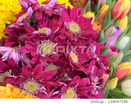 Red Chrysanthemum morifolium flowers with detailed centers in bouquet alongside tulipa buds in background display. Floral retail, decorative composition, color contrast, seasonal sale, ornamental Red Chrysanthemum morifolium flowers with detailed centers in bouquet alongside tulipa buds in background display. Floral retail, decorative composition, color contrast, seasonal sale, ornamental 138047286